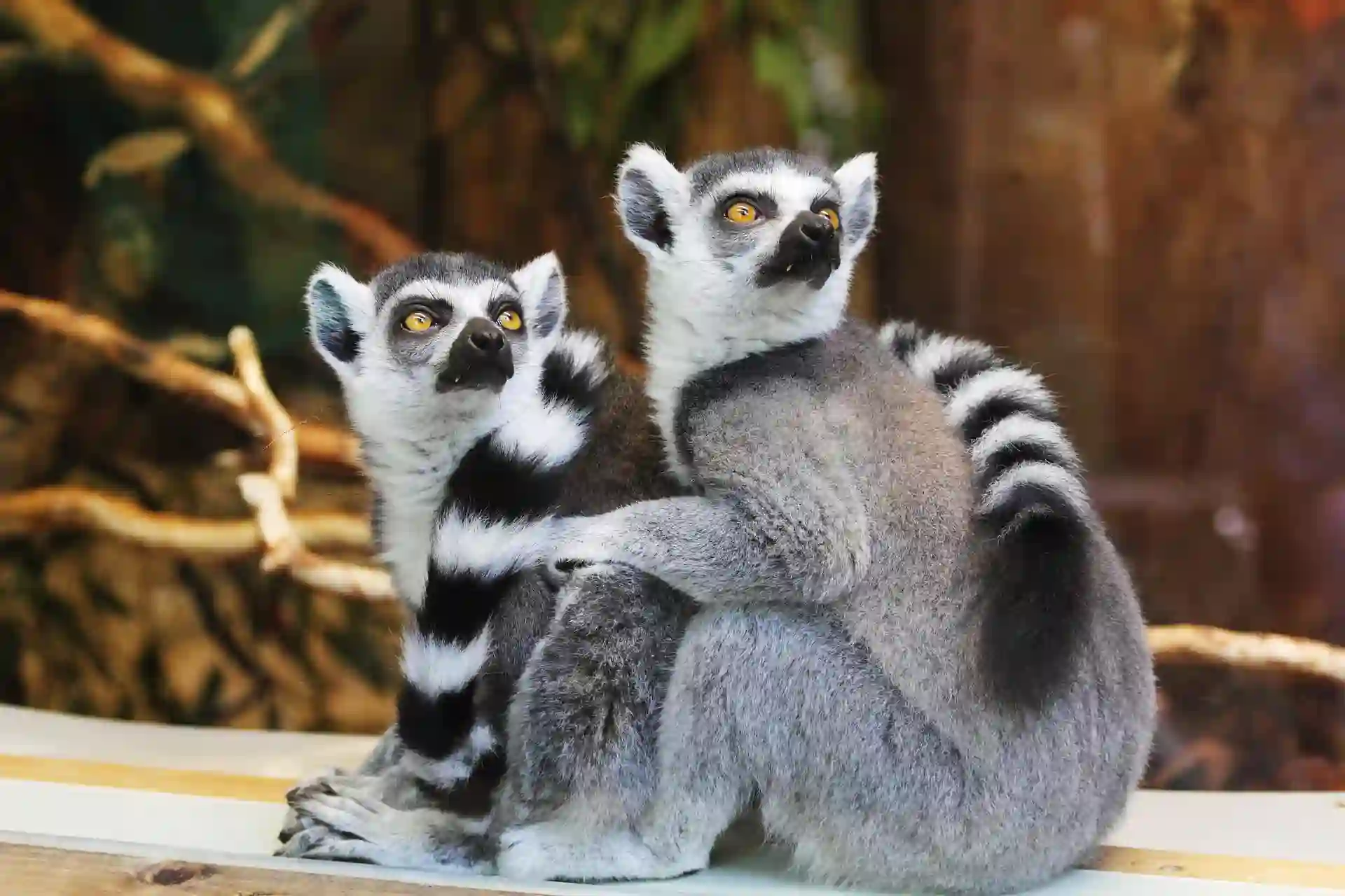 complete guide to the bali zoo park